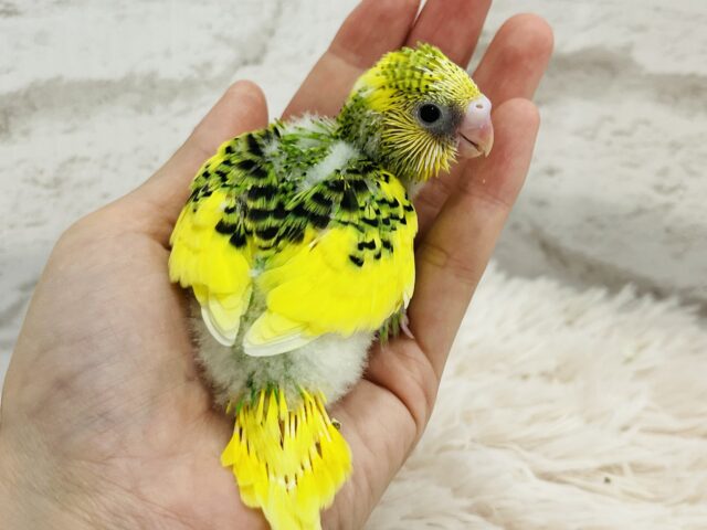 セキセイインコ