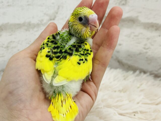 セキセイインコ