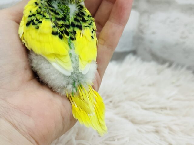 セキセイインコ