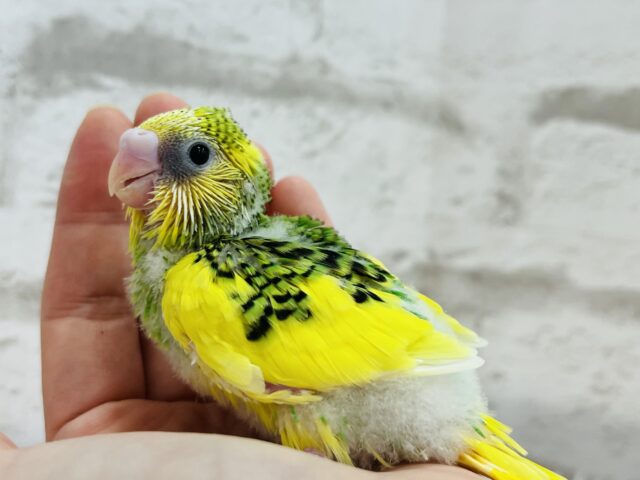 セキセイインコ