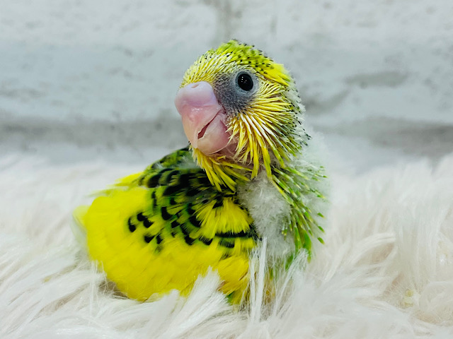 おめめくりくり♡アイドルさん♡セキセイインコ(パイド) ヒナ