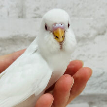 【最新画像更新🪄】幻想的☁️不思議な魅力に包まれて~♩♩セキセイインコ(アルビノ) ヒナ