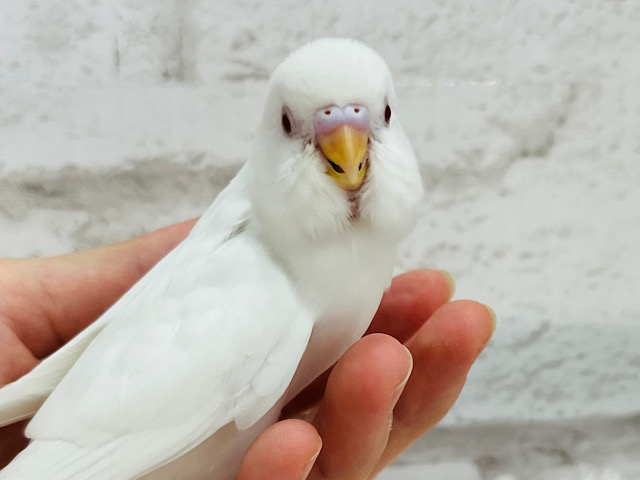 【最新画像更新🪄】幻想的☁️不思議な魅力に包まれて~♩♩セキセイインコ(アルビノ) ヒナ