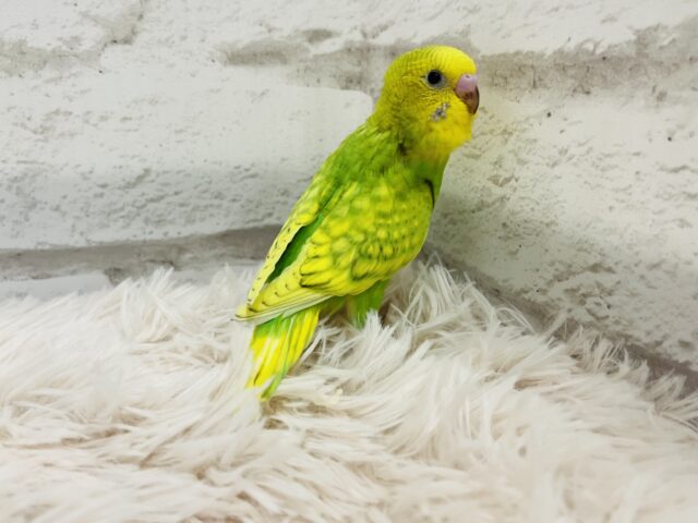 セキセイインコ