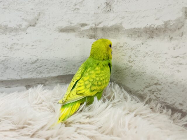 セキセイインコ