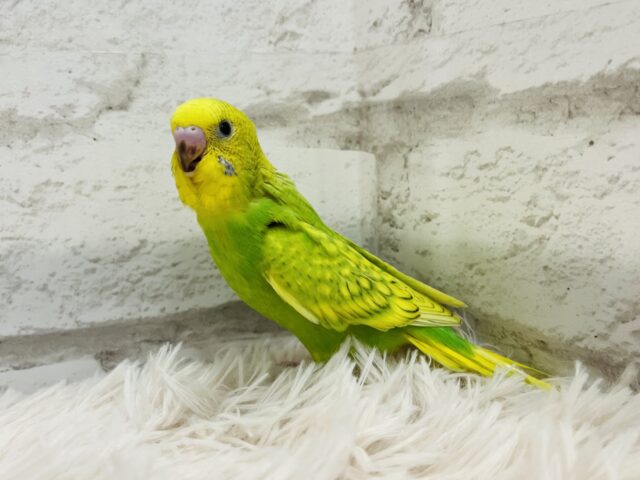 セキセイインコ