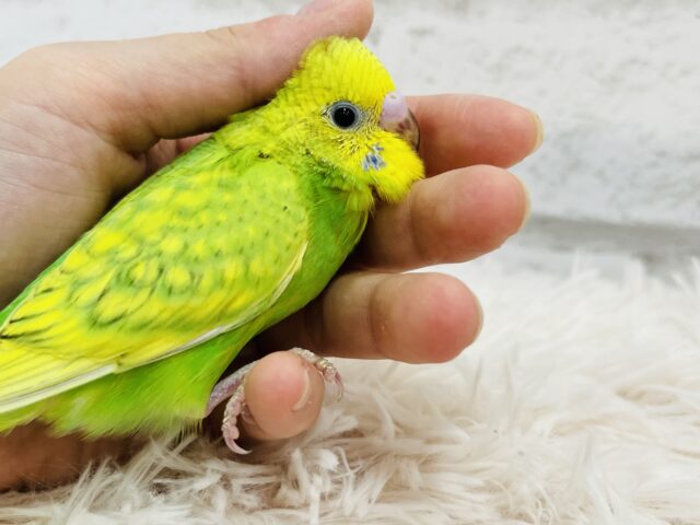 セキセイインコ