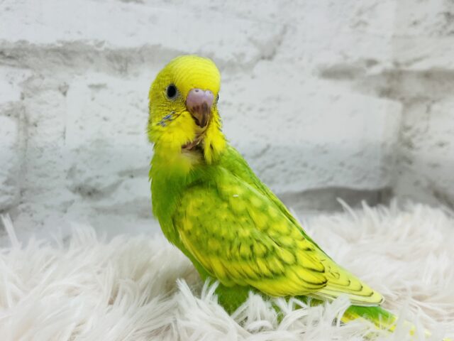 セキセイインコ