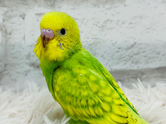 【最新画像更新🪄】元気いっぱいな菜の花☆　セキセイインコ　スパングル～～