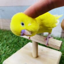 最新画像有ります‼️タピオカのようなまん丸なおめめに惹かれちゃいます🥰真っ黄色なセキセイインコさん💛