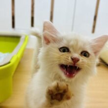ゴロ〜ンアピールにズッキュン💘マンチカンちゃん！