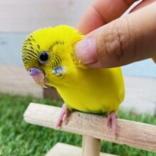最新画像有ります❗️カキカキ大好き✨セキセイインコ黄ハルクイン💛