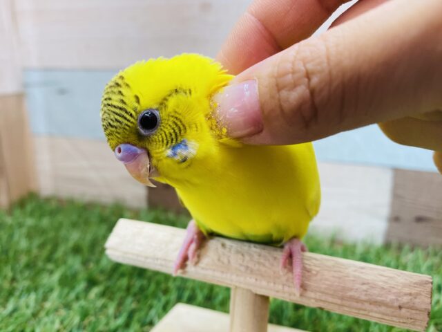 最新画像有ります❗️カキカキ大好き✨セキセイインコ黄ハルクイン💛