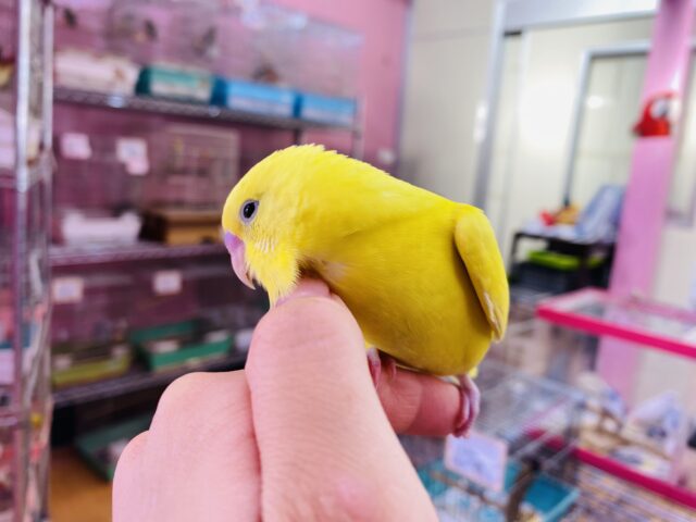 セキセイインコ