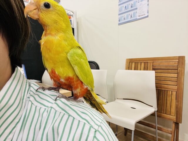 キンショウジョウインコ