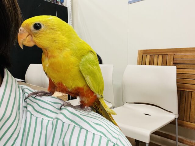 キンショウジョウインコ