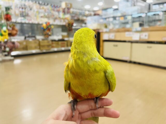 キンショウジョウインコ