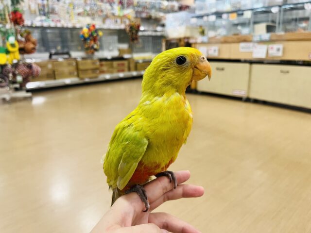 キンショウジョウインコ