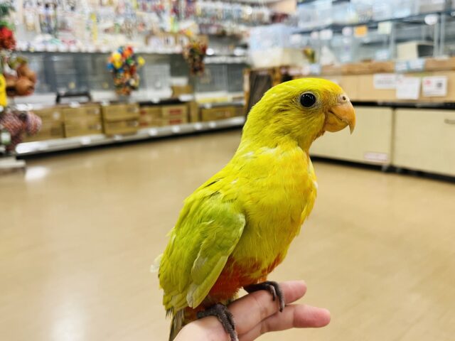 キンショウジョウインコ