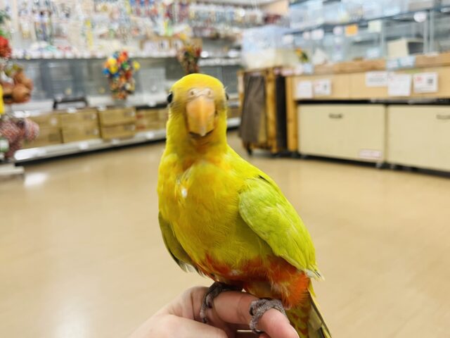 キンショウジョウインコ