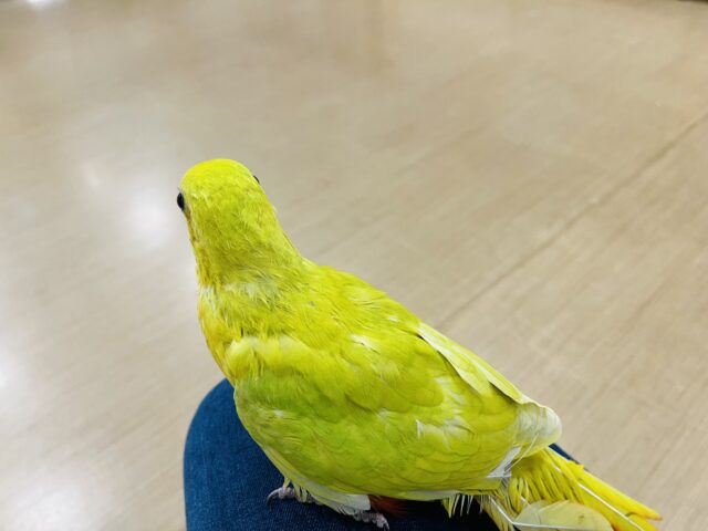 キンショウジョウインコ