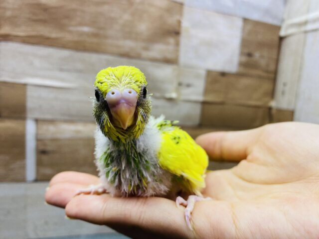 セキセイインコ