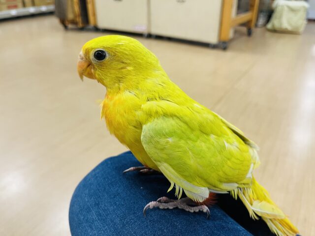 キンショウジョウインコ