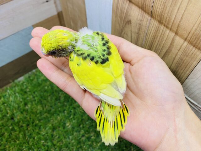 セキセイインコ