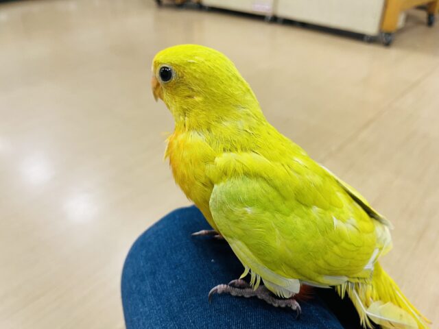 キンショウジョウインコ