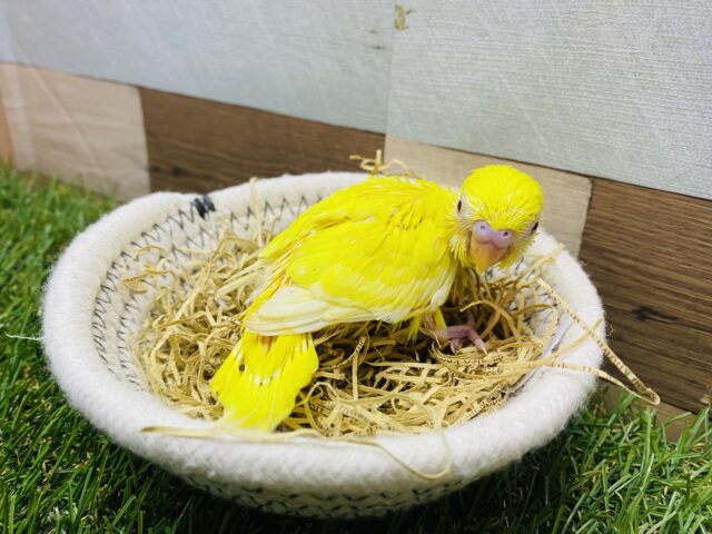 セキセイインコ