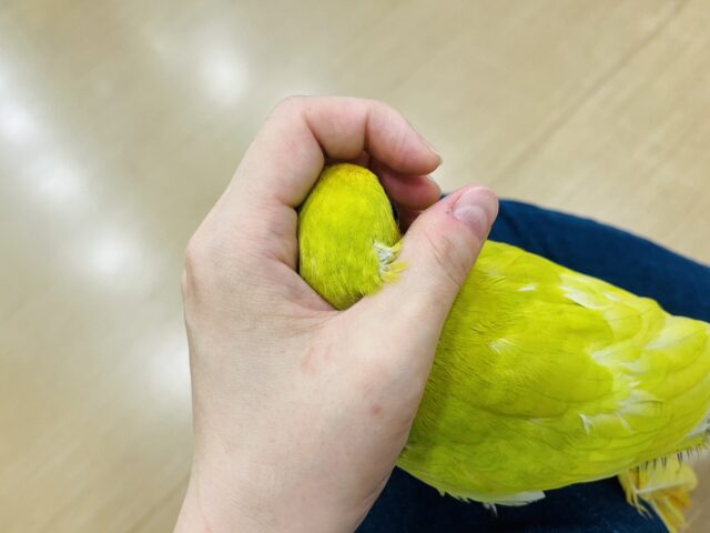 キンショウジョウインコ