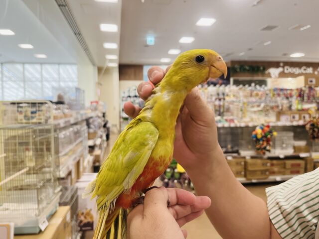 キンショウジョウインコ