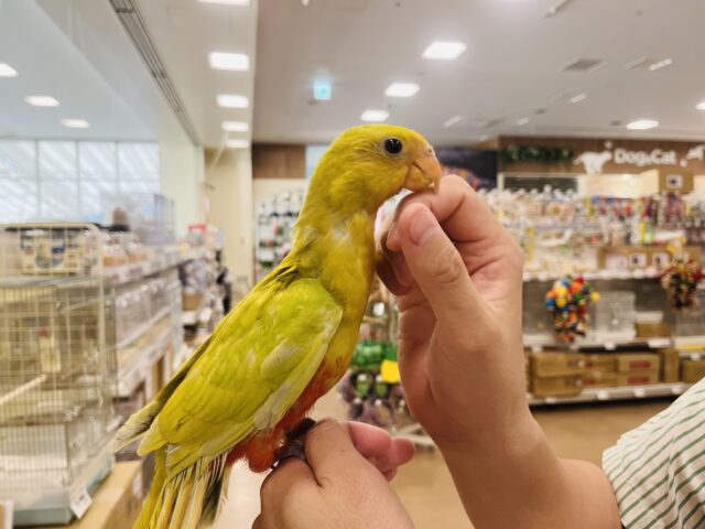 キンショウジョウインコ