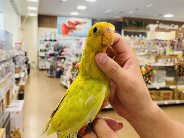 キンショウジョウインコ