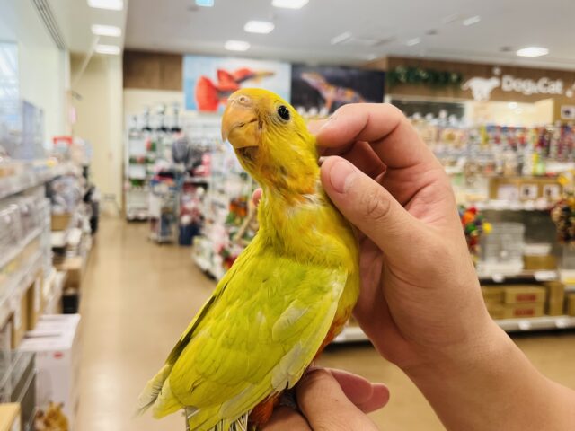 キンショウジョウインコ