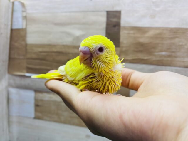 セキセイインコ