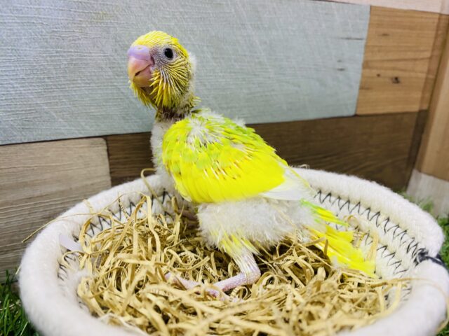 セキセイインコ