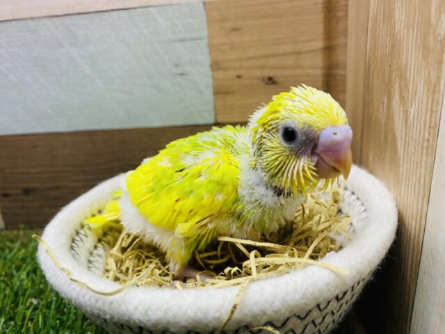 セキセイインコ