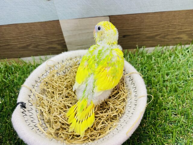 セキセイインコ