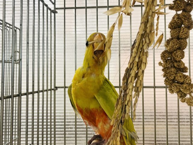 キンショウジョウインコ