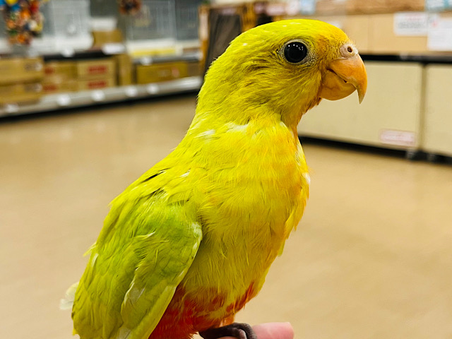 初入舎👑キングパロット👑🫧キンショウジョウインコ(イエロー)