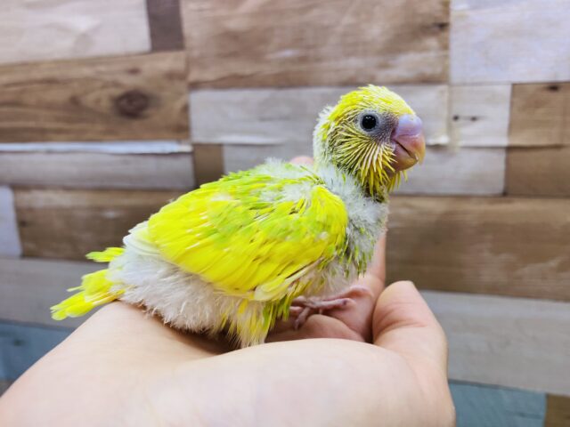 セキセイインコ