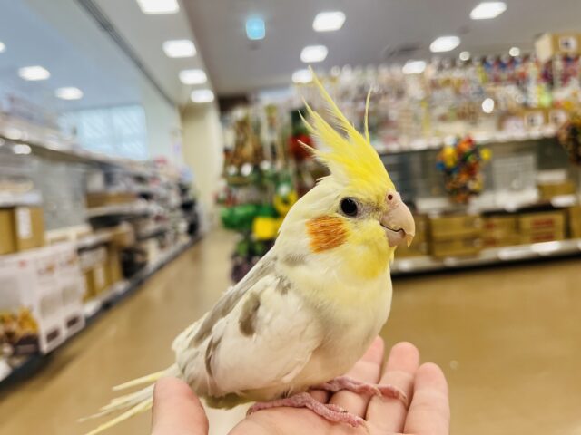 オカメインコ