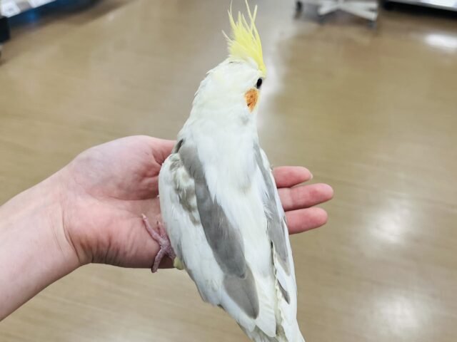 オカメインコ