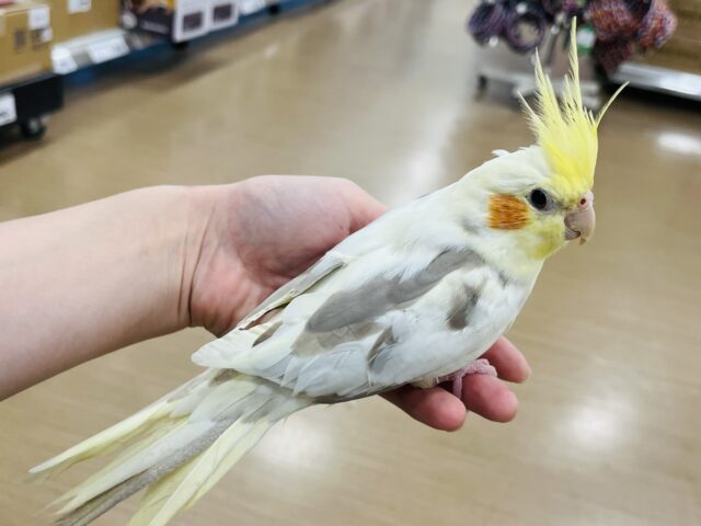 オカメインコ