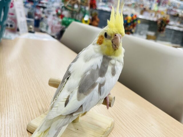 オカメインコ