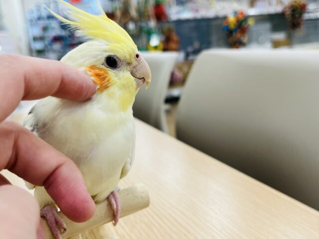 オカメインコ