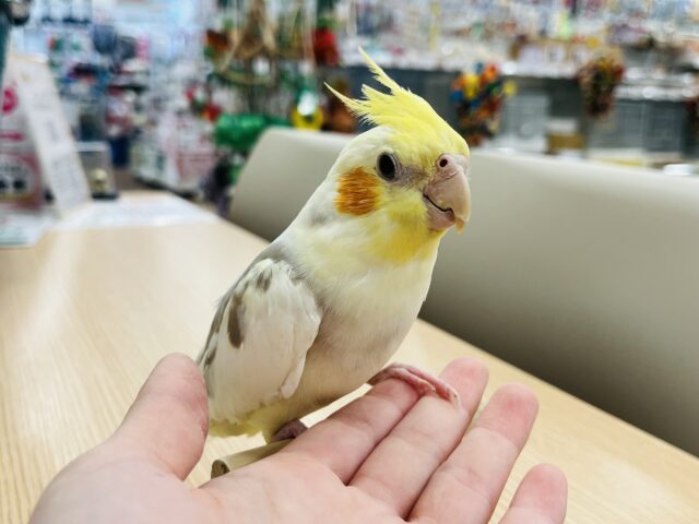 オカメインコ