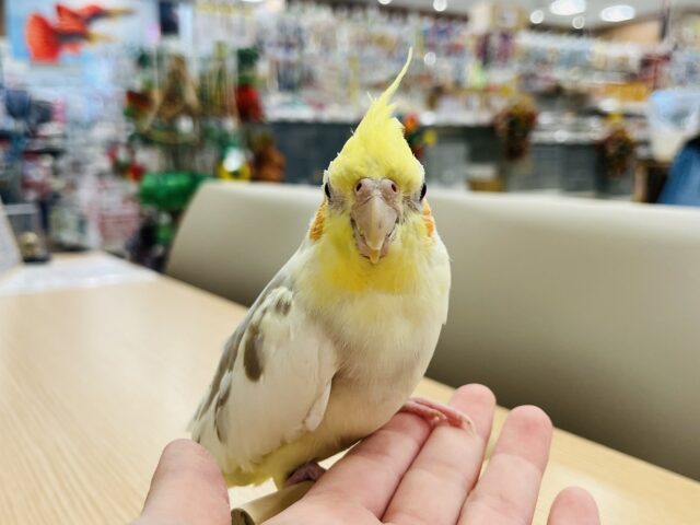 オカメインコ