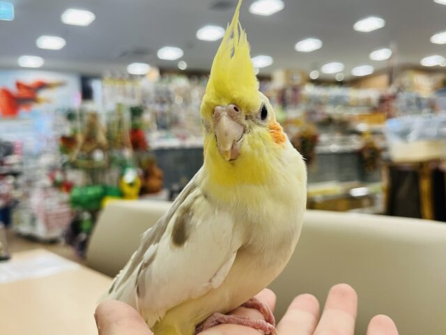 オカメインコ